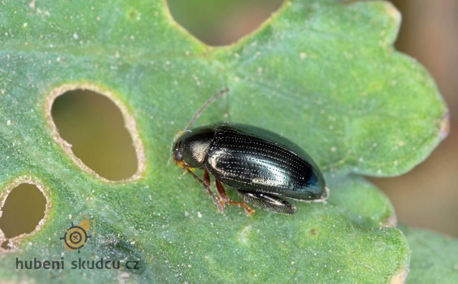 Dřepčík olejkový Psylliodes chrysocephala